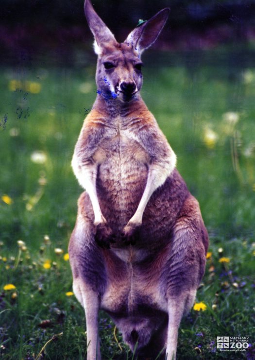 Kangaroo, Red4