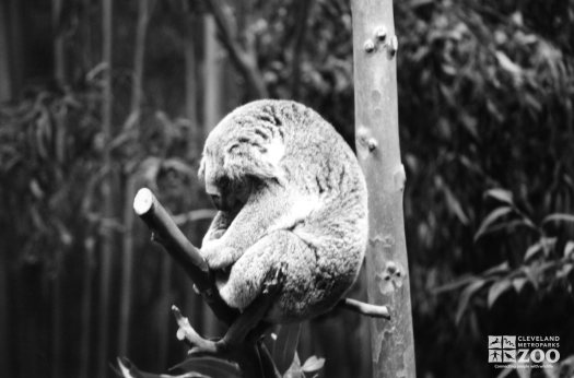 Koala, Queensland2