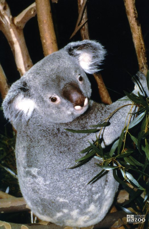 Koala, Queensland4