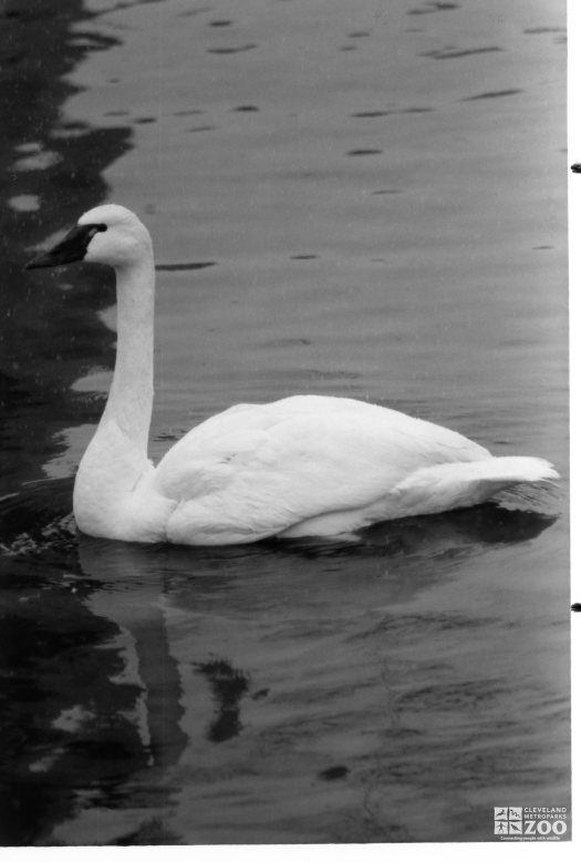 Trumpeter Swan Black and White 1987