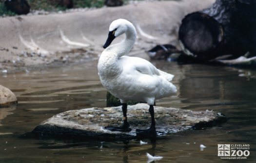 Trumpeter Swan Standing On Rock In Water