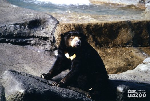 Malayan Sun Bear Looking Left 1987