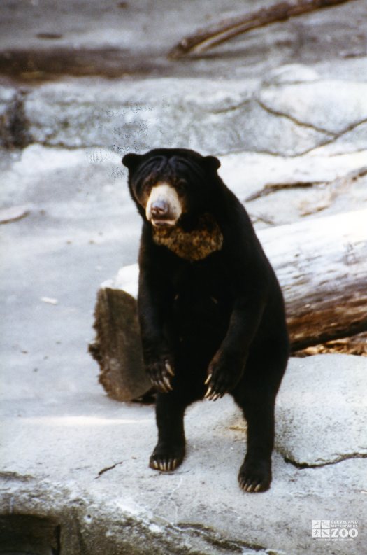 Malayan Sun Bear Standing Up