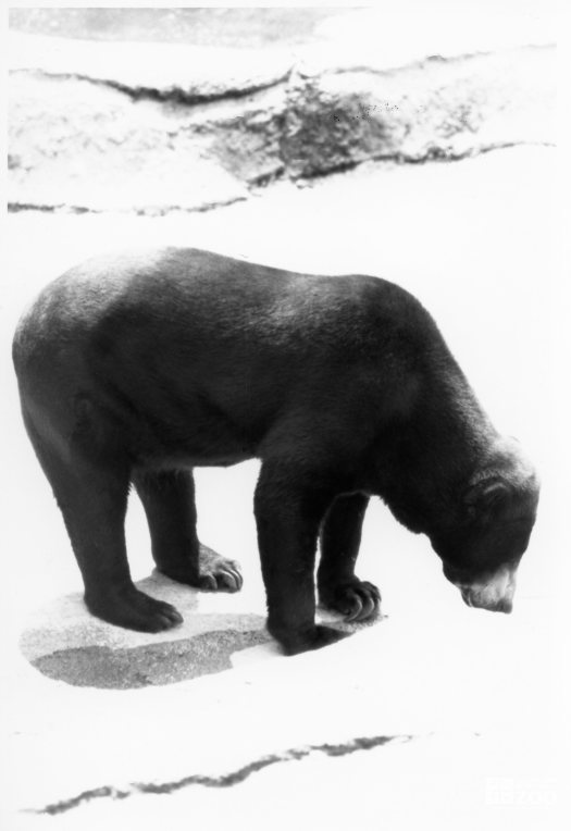 Malayan Sun Bear Black and White