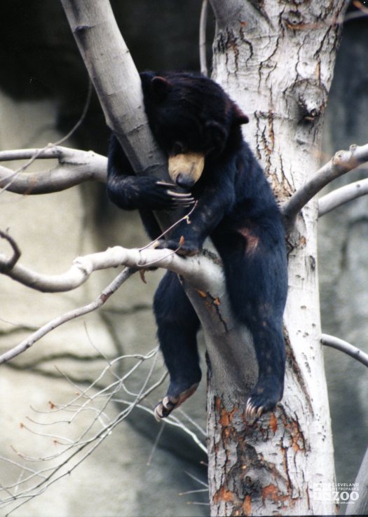 Malayan Sun Bear Hanging Out In Tree