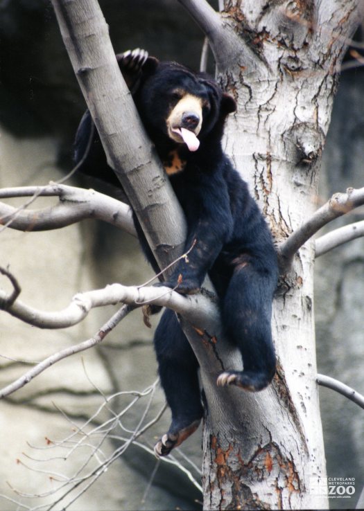 Malayan Sun Bear Sticking Out Tongue