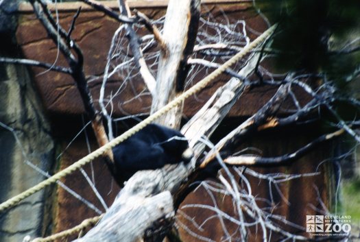 Malayan Sun Bear Resting In Tree