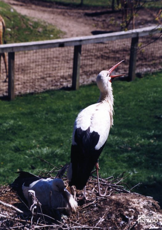 White Storks In Nest