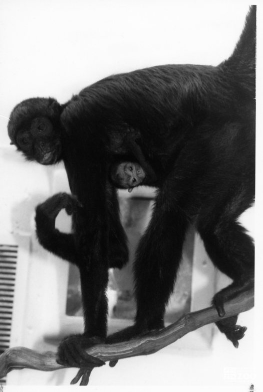 Robust Black Spider Monkey With Baby 1987