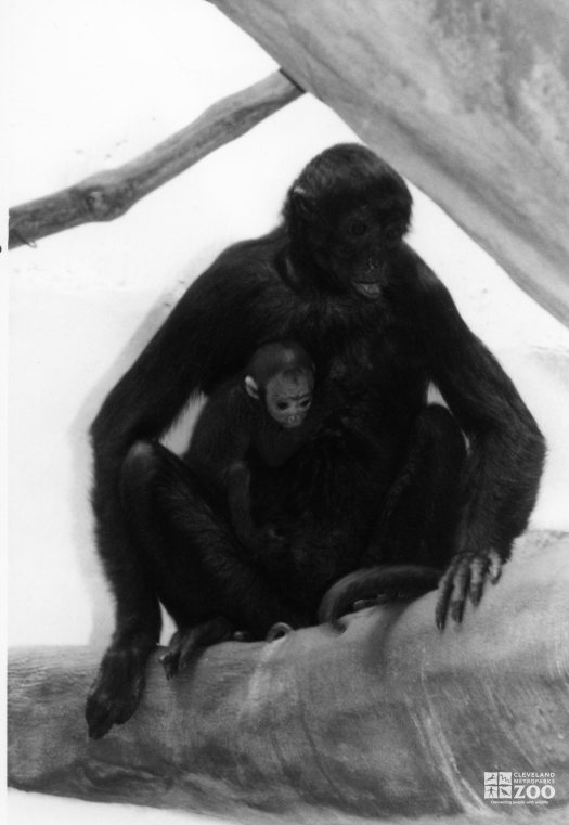 Robust Black Spider Monkey With Baby 2 1987