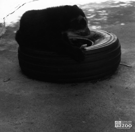 Andean (Spectacled) Bear Sitting On Tire