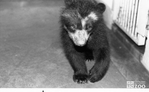 Andean (Spectacled) Bear Cub Born In 1986