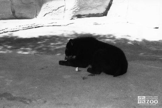 Andean (Spectacled) Bear Eating