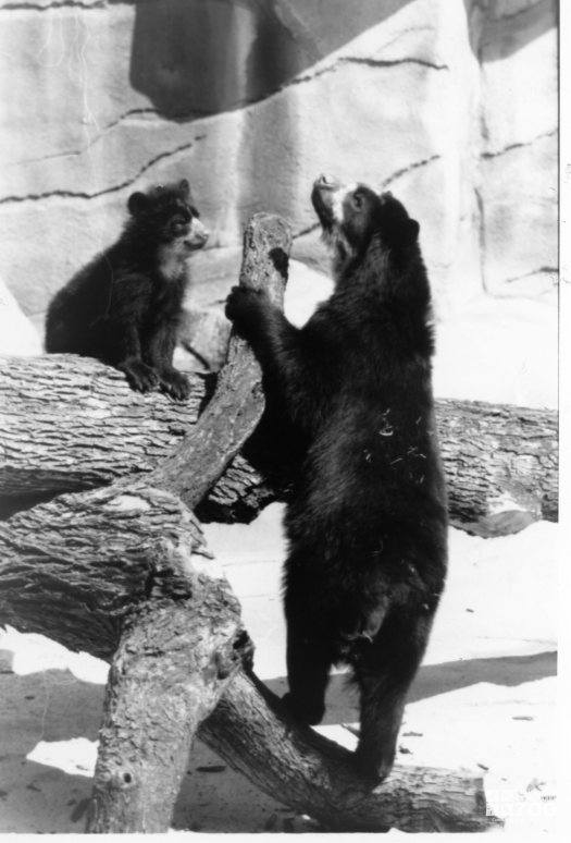 Andean (Spectacled) Bear With Cub