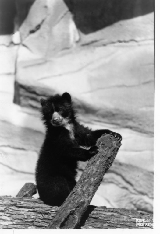 Andean (Spectacled) Bear Cub In Profile