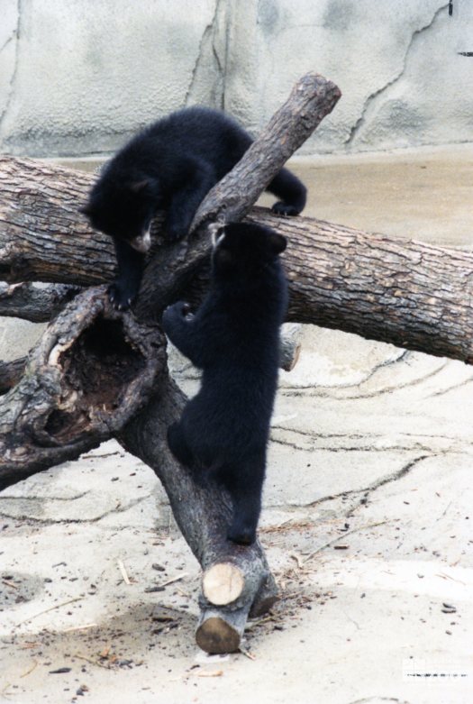 Andean (Spectacled) Bear Cubs Playing On Log