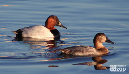 Canvasback Male and Female
