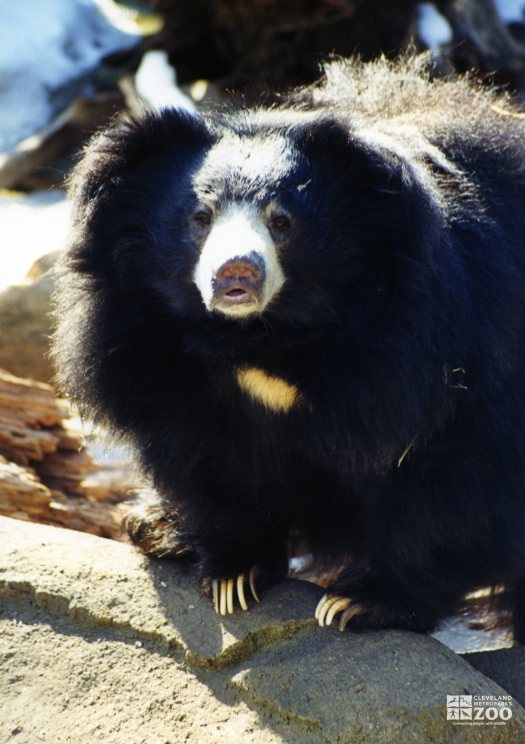 Sloth Bear Looking Forward