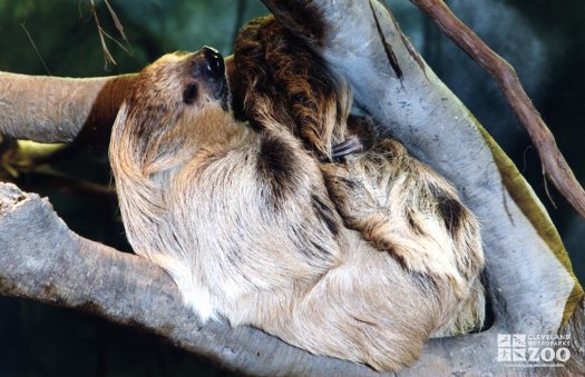 Two-Toed Sloth Laying In Tree