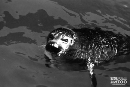 Harbor Seal Black and White Of Face