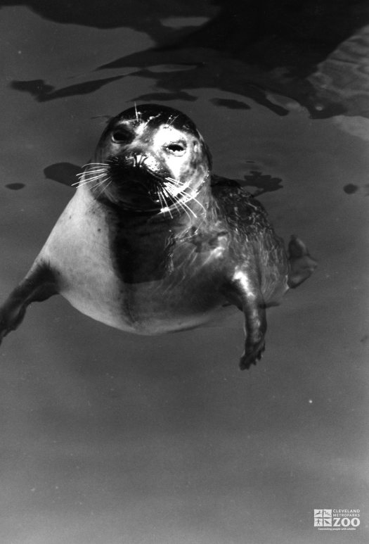 Harbor Seal Black and White Looking Straight 1986