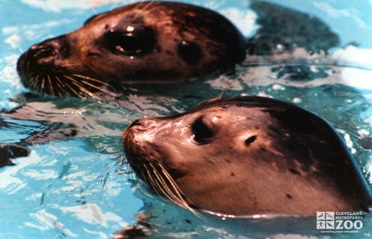 Harbor Seals Facing Left