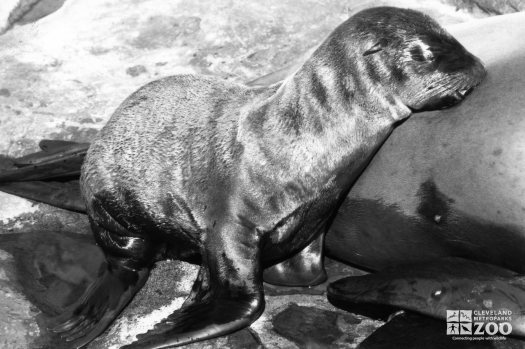 California Sea Lion Baby Nursing 1986