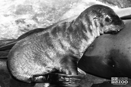 California Sea Lion Baby Nursing 2 1986