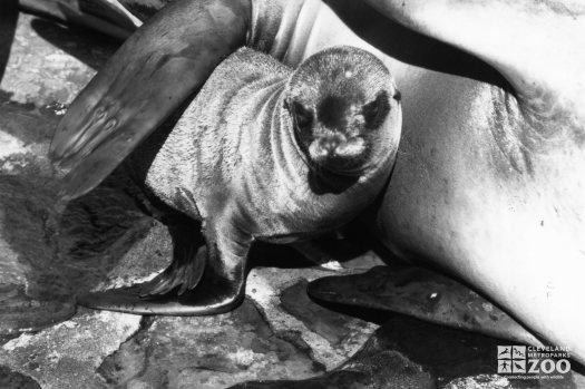 California Sea Lion Baby LayingWith Mom 1986