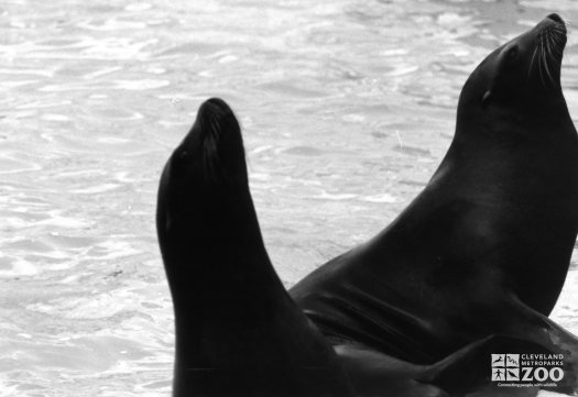 California Sea Lions In Profile Black and White