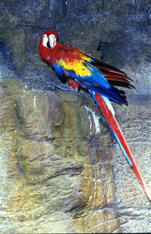 Scarlet Macaw Up Close On Ledge