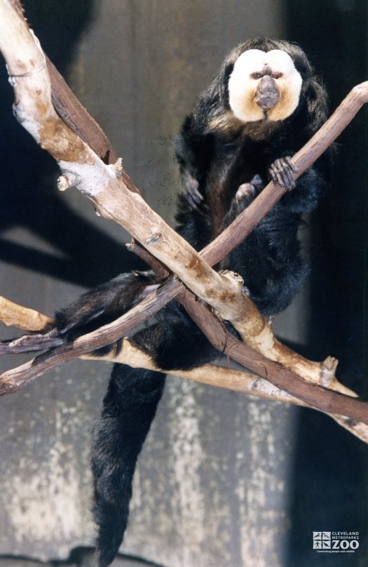 Pale-Headed Saki Sitting On Branch 2