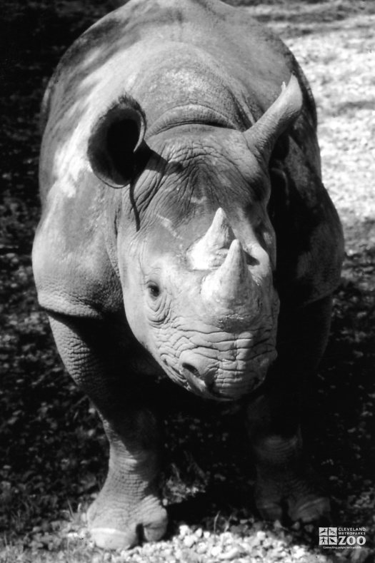 Black Rhinoceros Up Close