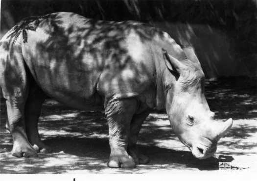 Black Rhinoceros Profile Black and White