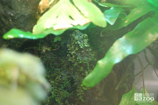 Vietnamese Mossy Frog Camouflaged