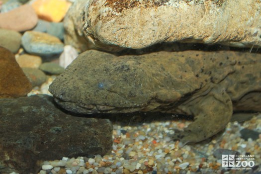 Hellbender under a rock