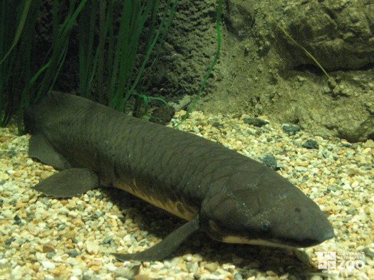 Australian Lungfish 1