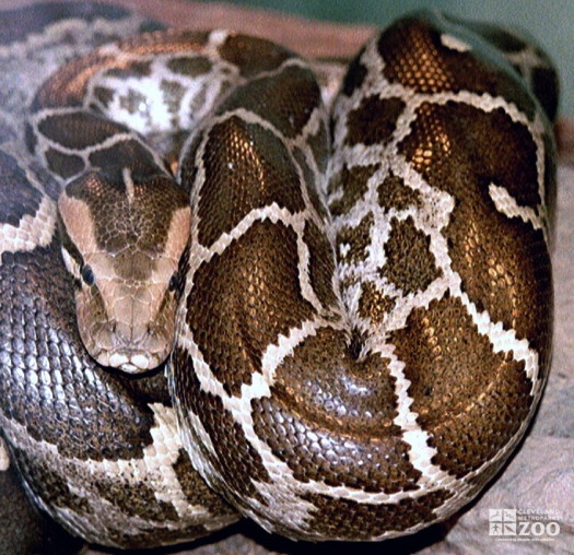 Indian Rock Python