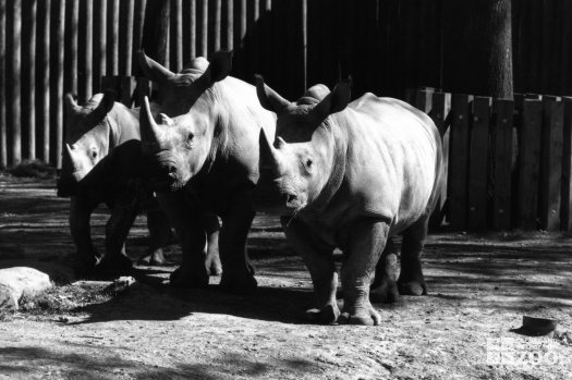 Three Black Rhinoceros Fall 1986