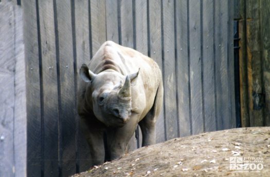 Black Rhinoceros Standing By Fence