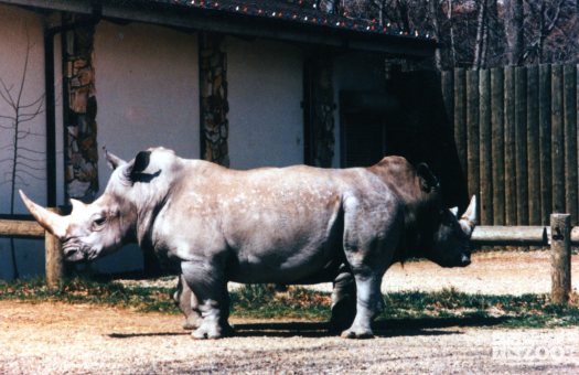 Two Black Rhinoceros Standing Side By Side