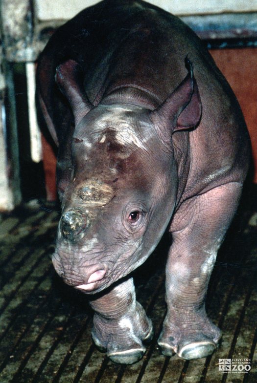 Black Rhinoceros Up Close 2