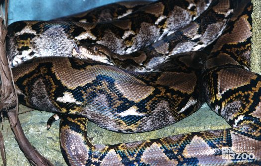 Reticulated Python Up Close With Tongue Out