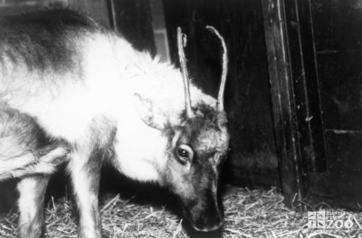 Reindeer Female Winter 1988