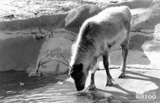 Reindeer Drinking Water