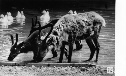 Three Reindeer Drinking Water