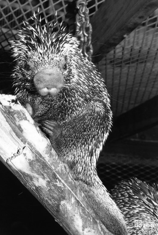 Prehensile-Tailed Porcupine Black and White Up Close