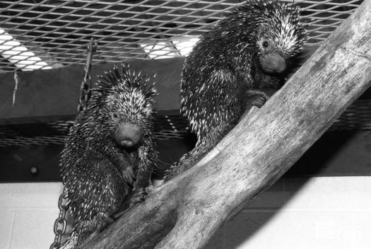 Two Prehensile-Tailed Porcupines Facing Forward