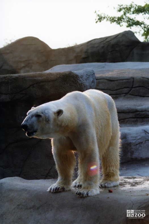 Polar Bear Standing On Rock