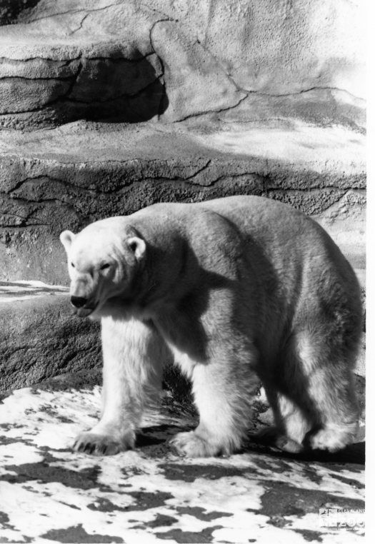 Polar Bear Black and White Snarling 